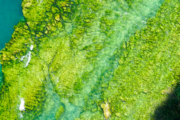 Algae